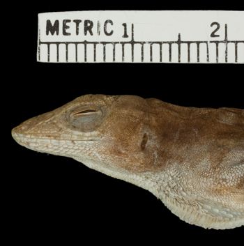 Media type: image;   Herpetology R-64017